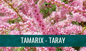 Ficha bonsái tamarix
