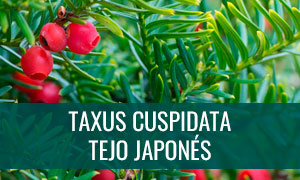 Ficha bonsai taxus cuspidata - tejo japonés