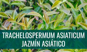 Ficha bonsai trachelospermum asiaticum