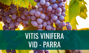 Ficha bonsái vitis vinifera - parra o vid