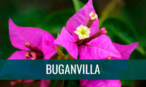 Ficha buganvilla