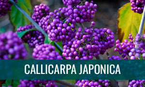 Ficha callicarpa japonica