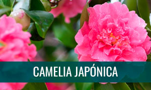 Ficha técnica bonsái Camelia japónica