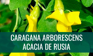 Ficha bonsai caragana arborescens