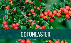 Ficha de bonsái cotoneaster