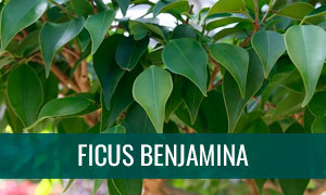 Ficha de bonsái ficus benjamina