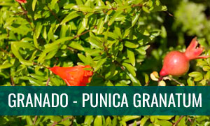 Ficha punica granatum