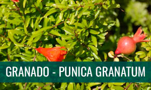 Ficha punica granatum