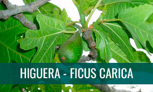 Ficha ficus carica