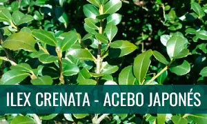 Ficha bonsai ilex crenata acebo perennifolio japonés