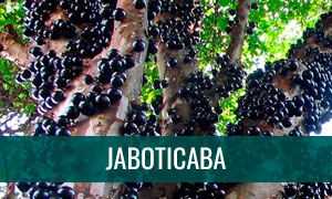 Jaboticaba