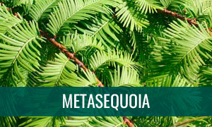 Ficha bonsái Metasequoia glyptostroboides