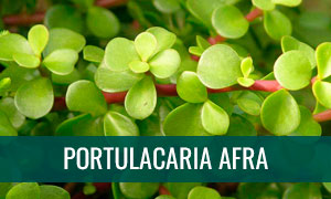 Ficha portulacaria afra