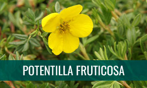 Ficha bonsai potentilla fruticosa