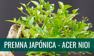 Ficha técnica bonsai premna japonica