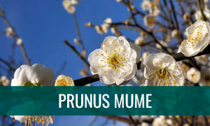 Prunus mume