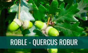 Ficha de bonsái roble o quercus robur