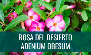 Rosa del desierto - Adenium obesum
