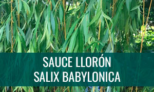 Ficha bonsai sauce lloron