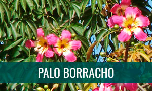 Ficha tecnica de bonsai palo borracho - chorisia speciosa