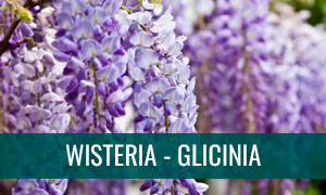 Ficha wisteria