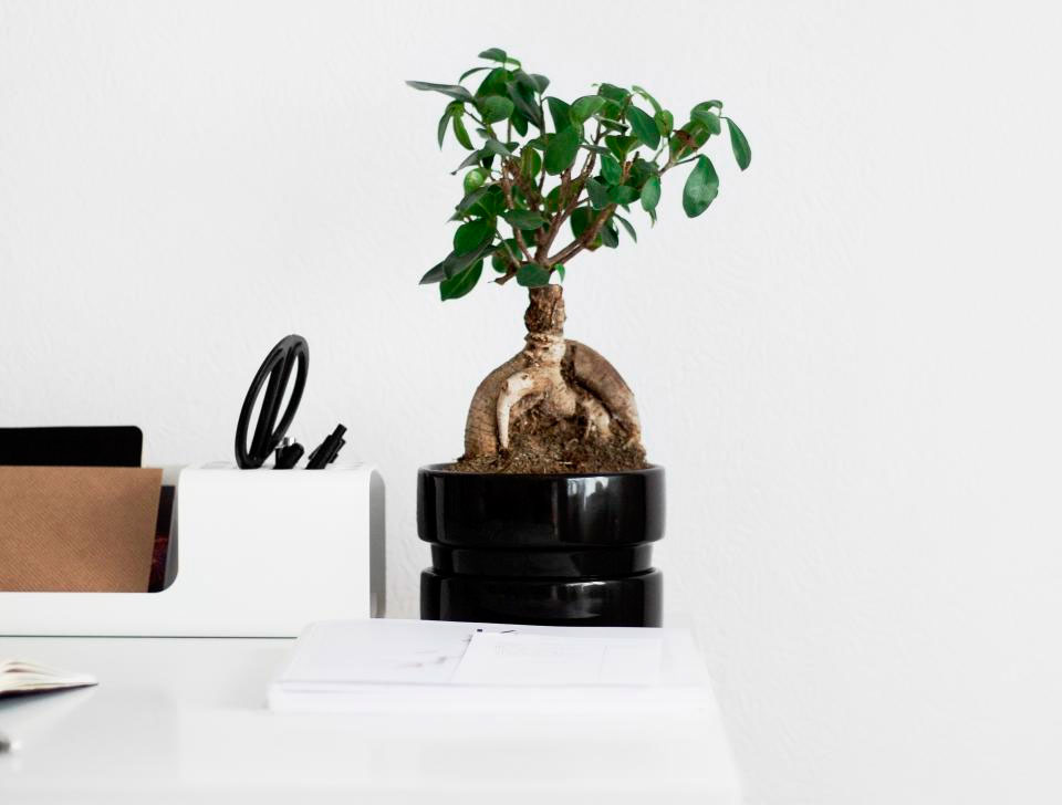 ficus ginseng