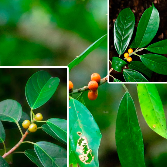 Ficus subgelderi