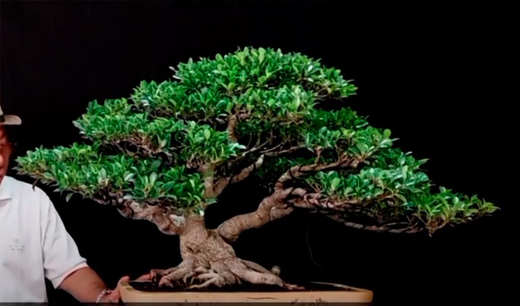 Ficus tiger bark