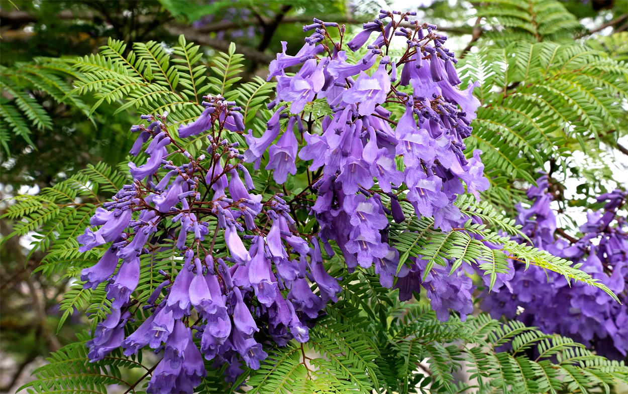 Flores jacaranda