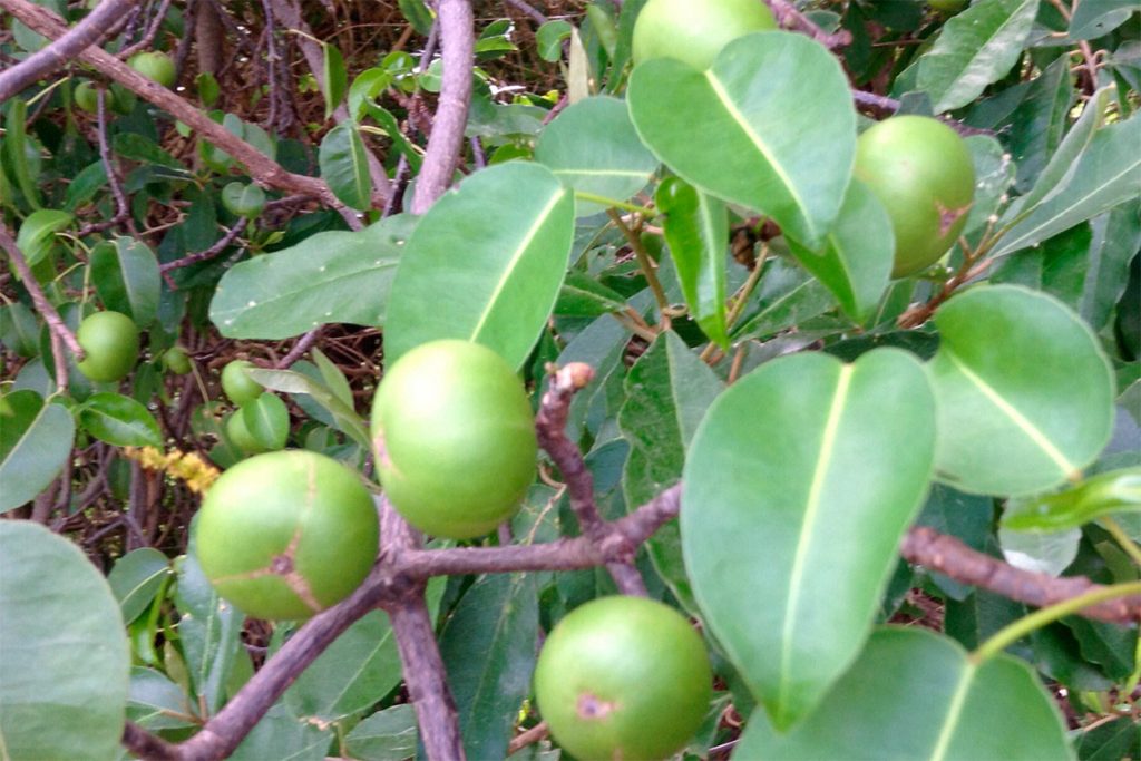 Frutos manzanillo de la muerte