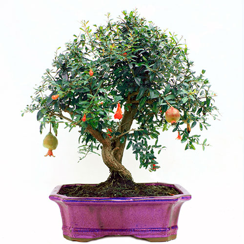 Bonsai granado - Punica granatum