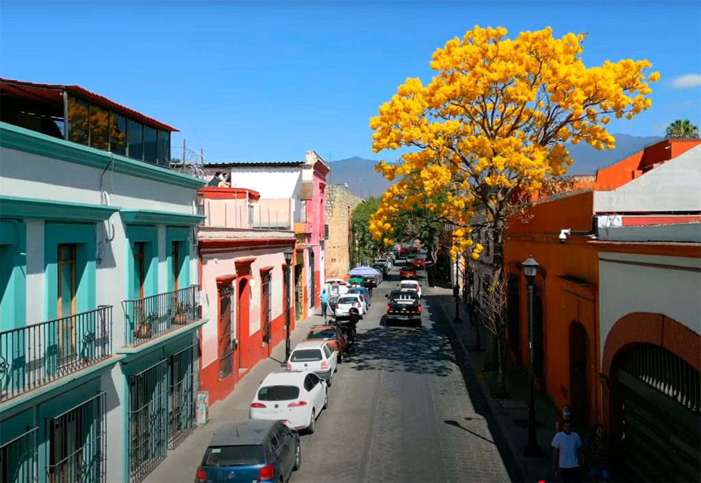 Árbol de guyacán amarillo