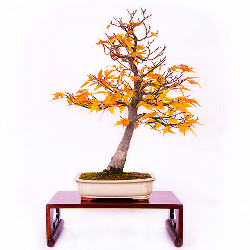 Bonsai haya fagus crenata