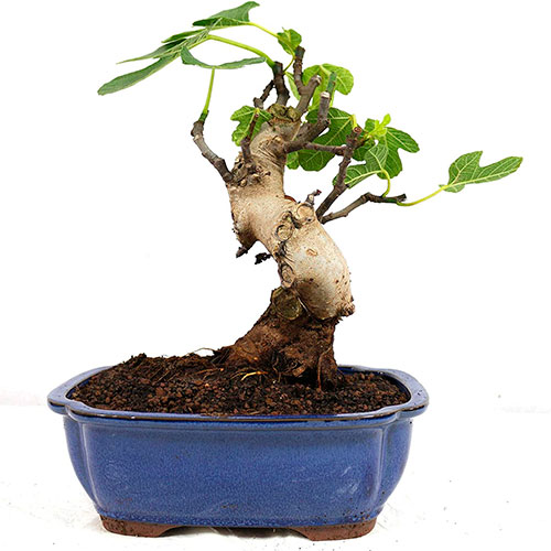 Bonsai de higuera - Ficus carica
