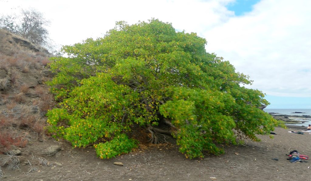 Hippomane mancinella cerca de la playa