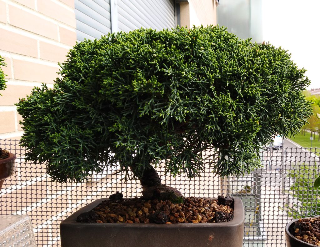 Junipero chinensis itoigawa