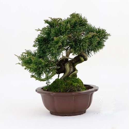 Bonsái Juniperus chinensis