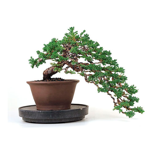 Bonsai juniperus procumbens nana - Sonare