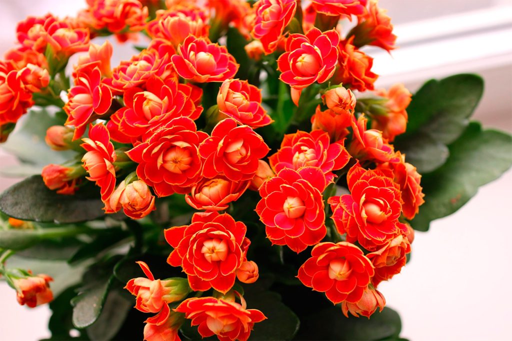 kalanchoe