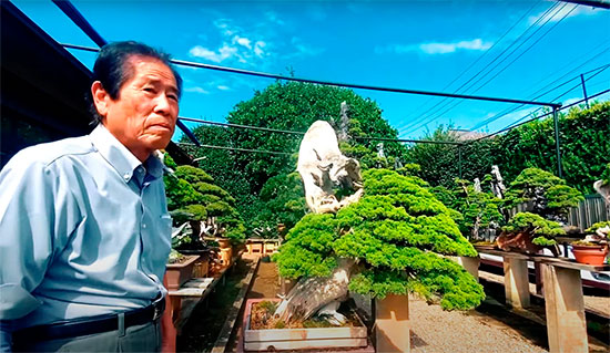 El maestro Kimura en su jardín de bonsáis
