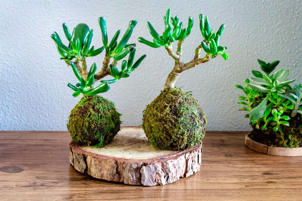 Kokedama de suculenta