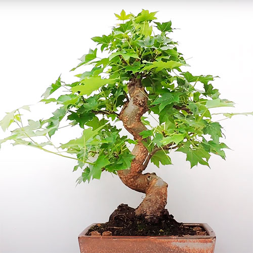 Bonsai liquidambar