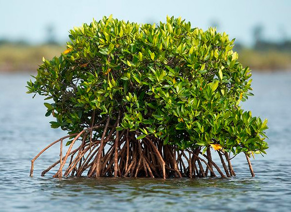 mangle rojo en su hábitat natural
