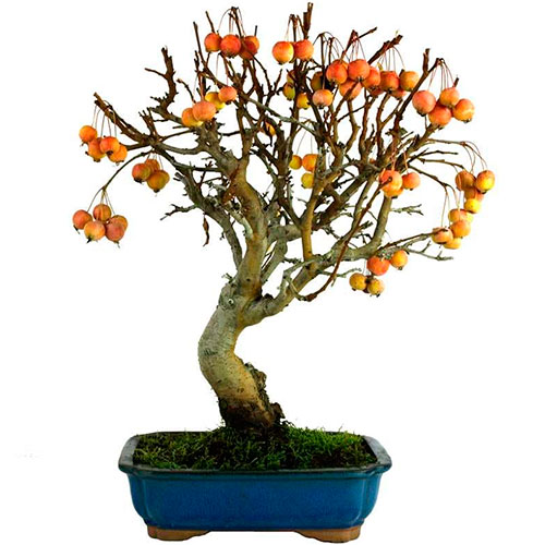 Bonsai de manzano - malus