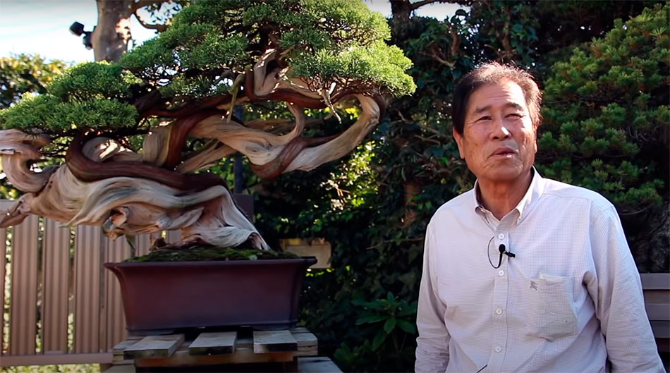 Masahiko Kimura junto a uno de sus bonsáis más conocidos.