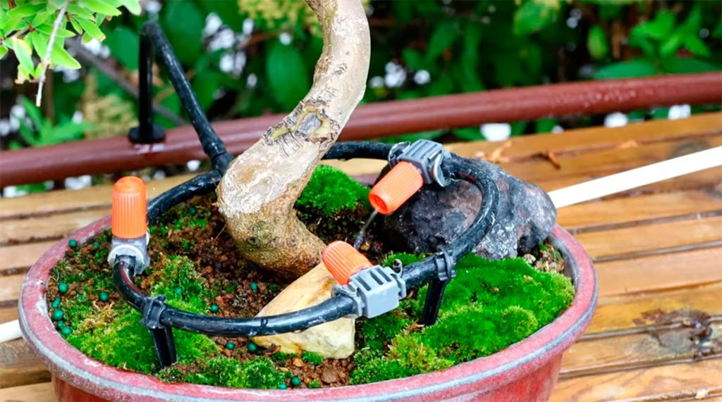 Tres microdifusores regando un bonsai