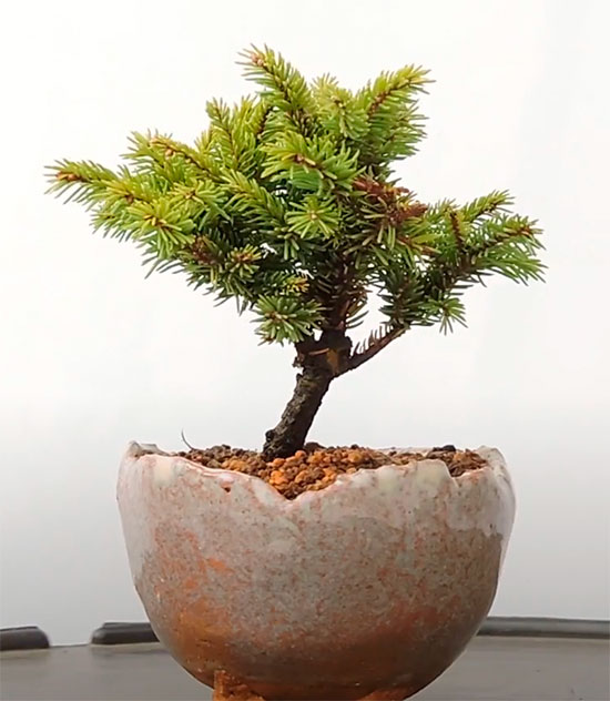 Bonsái picea jezoensis - picea de Yezo