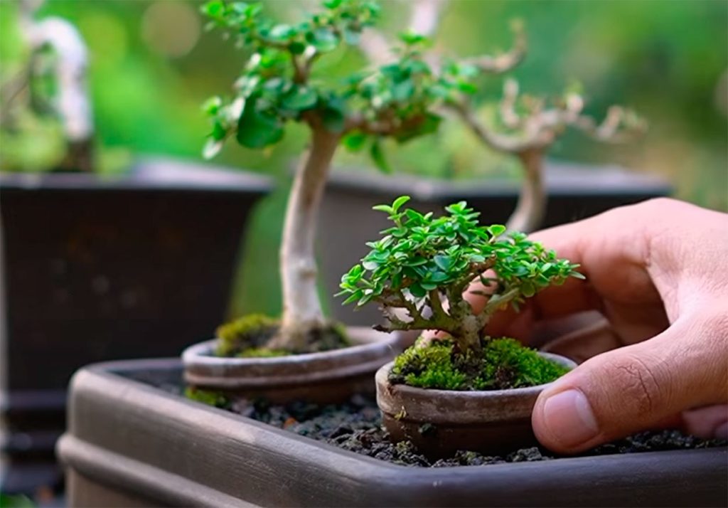 Preciosa premna microphylla en tamaño mame