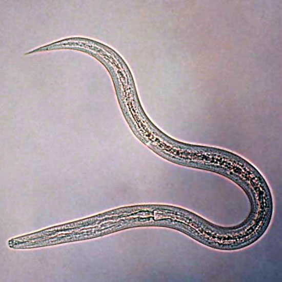 Nematodo visto con microscopio