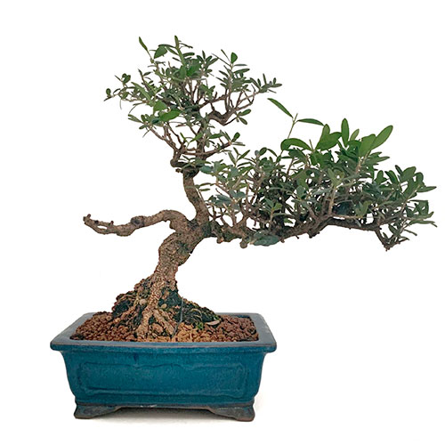 Bonsai de olivo Olea europea